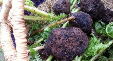 Jak pěstovat lanýž doma v rusku?